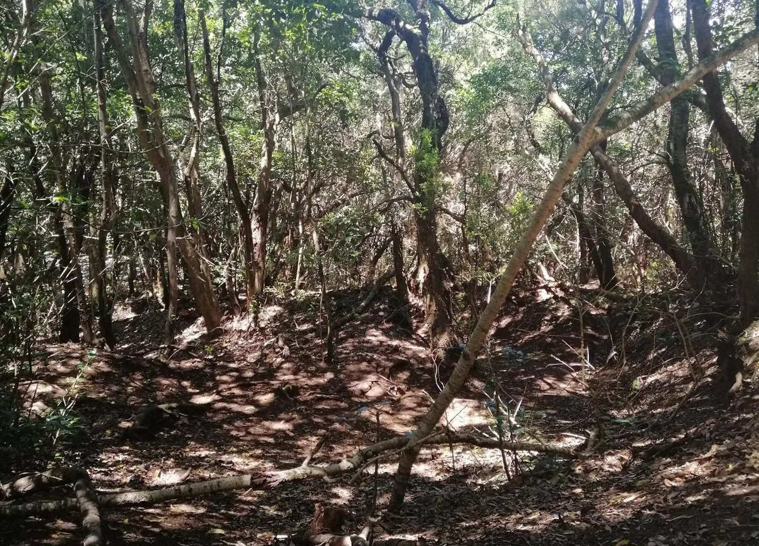 Anaga Y La Laguna A Tus Pies Santa-Cruz de Ténérife 0*,